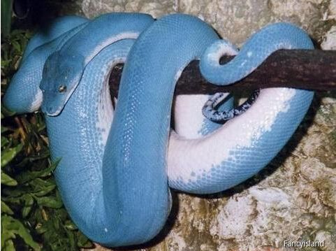 蓝长腺珊瑚蛇美艳绝伦,那些惊奇的蓝色动物