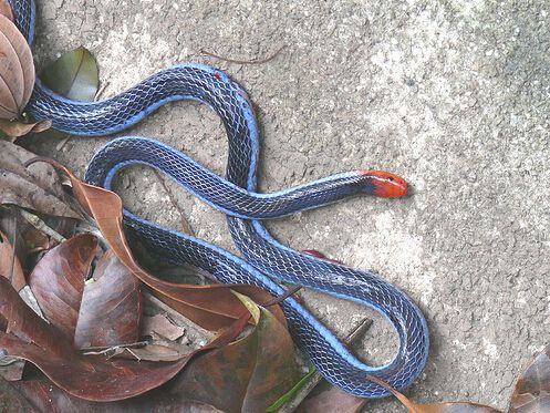 蓝长腺珊瑚蛇美艳绝伦,那些惊奇的蓝色动物