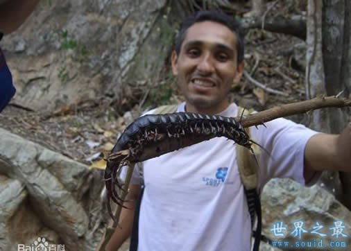 地球上最大的蜈蚣，加拉帕格斯巨人蜈蚣长0.62米