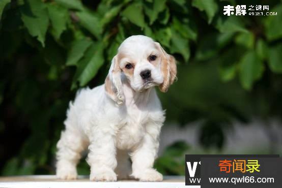 吉尼斯地球纪录上最小的狗，身长只有10厘米4英寸