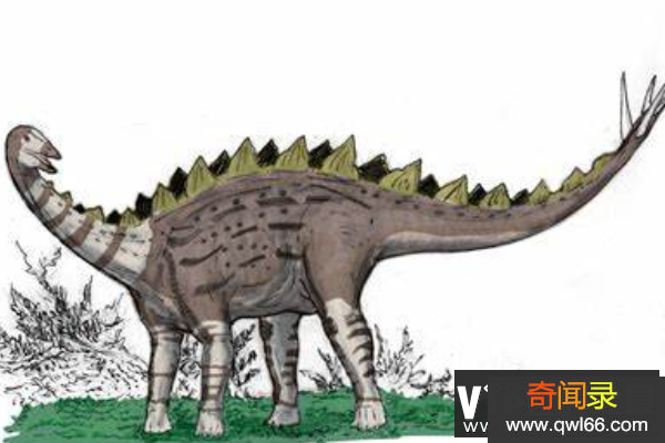 米拉加亚龙简介：大型剑龙科恐龙，尾巴末端长有四枚尖刺
