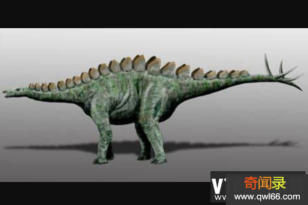 米拉加亚龙简介：大型剑龙科恐龙，尾巴末端长有四枚尖刺