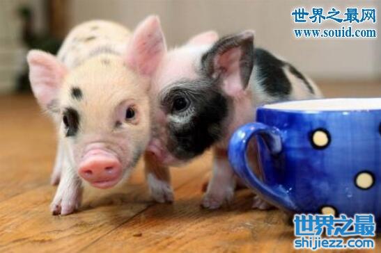 地球上最小的猪微型猪，只有茶杯那么大超级萌