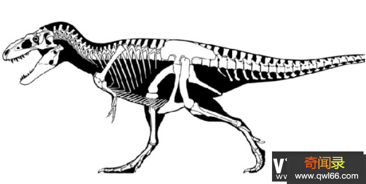 虐龙简介：北美大型暴龙超科类恐龙，体型是亚洲象的二倍