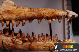 倾齿龙简介：体型庞大的巨型沧龙科恐龙体长14米/以大型海龟为食