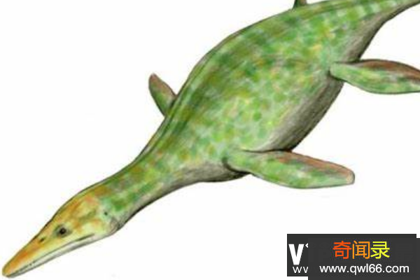 泥泳龙简介：小型上龙科恐龙之一体长3米/脊椎有龙骨
