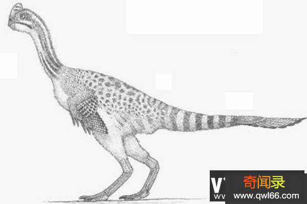 斑嵴龙：有斑纹嵴的小型恐龙，江西赣州发现的恐龙之一