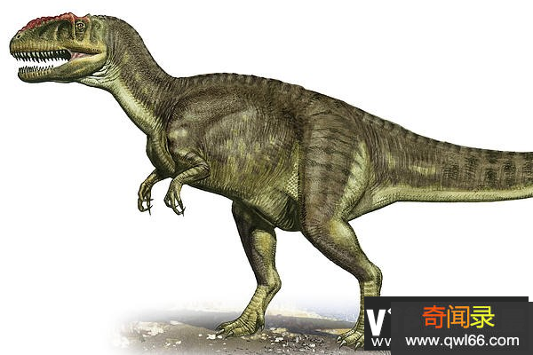 肌肉龙简介：原始阿贝力龙科恐龙长68米/中型食肉恐龙