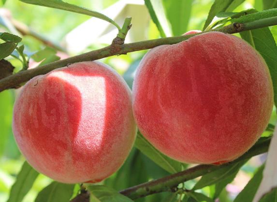 桃子放冰箱后为什么不甜 低温使蔗糖产生较多