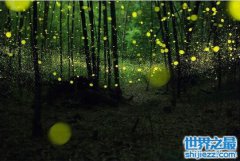 萤火虫为什么会发光？萤火虫不该存在的秘密是什么？