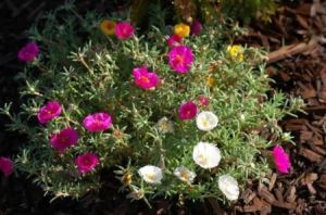 低矮开花的植物匍匐生长的5种开花植物10