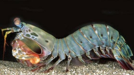 雀尾螳螂虾：地球最凶猛的虾 可击穿防弹玻璃
