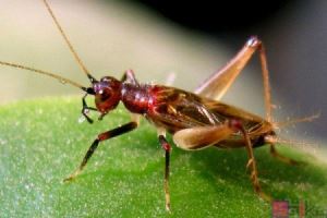 什么鸣虫叫声好听（Sbike动植物百科最常见）(6)