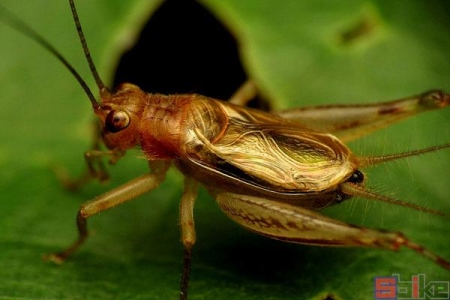 什么鸣虫叫声好听（Sbike动植物百科最常见）(7)
