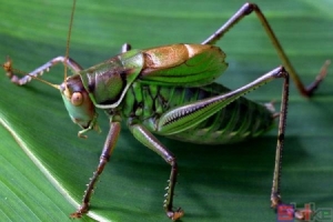 什么鸣虫叫声好听Sbike动植物百科最常见10