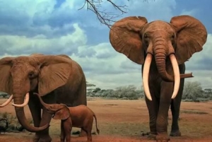 非洲实力最强的十大动物,非洲动物战斗力排名前十名