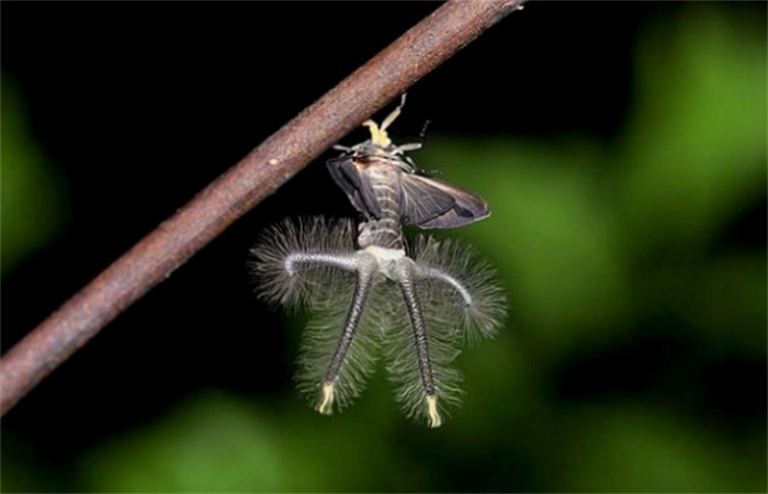 世界上最恐怖的飞蛾 就像是外星生物黑条灰灯蛾