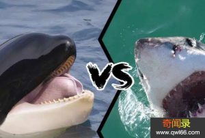 虎鲸vs大白鲨谁厉害：虎鲸都是海洋中的大型食肉鱼类真相还有哪些？