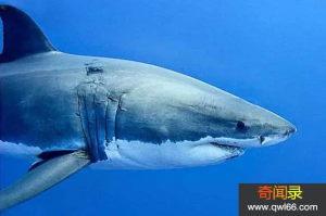 虎鲸vs大白鲨谁厉害：虎鲸都是海洋中的大型食肉鱼类真相还有哪些？
