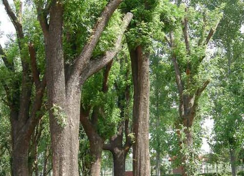 黄连木生长速度快慢 一年能长多少是怎么回事？
