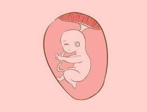 临产前一天胎动是不是比较频繁（为什么临产前胎动会减少）(3)