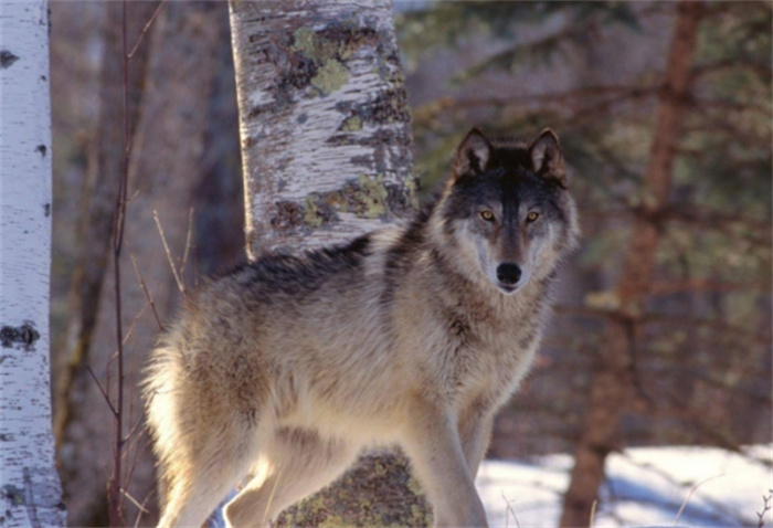 世界上最大的犬科动物 美国北部的美洲灰狼（最大犬类）真相还有哪些？
