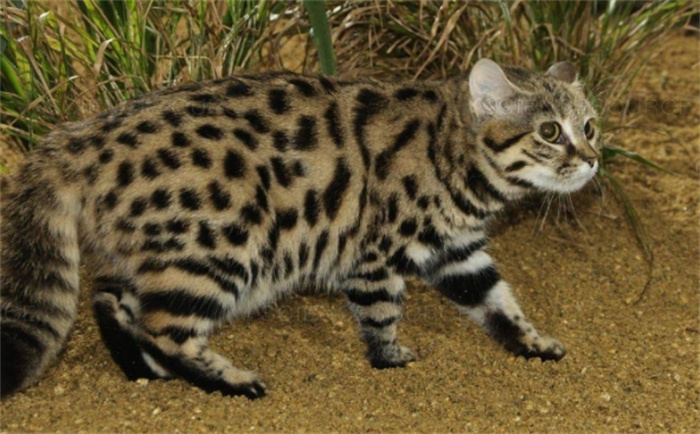 世界上最小的猫科动物 体长36cm(黑足猫)不敢公布的秘密是什么？