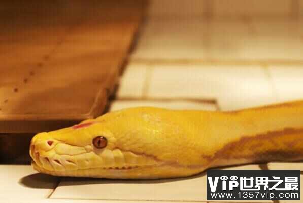 中国十大宠物蛇品种：黄金蟒屈居第二，白化球蟒夺冠