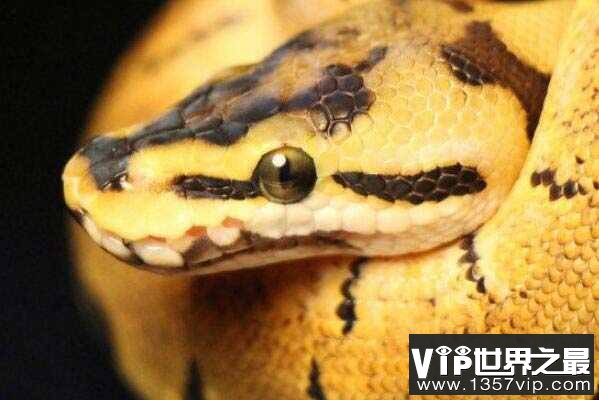 中国十大宠物蛇品种：黄金蟒屈居第二，白化球蟒夺冠