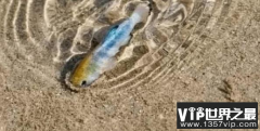 死亡谷魔鬼洞沙漠鱼离开水是怎么存活的