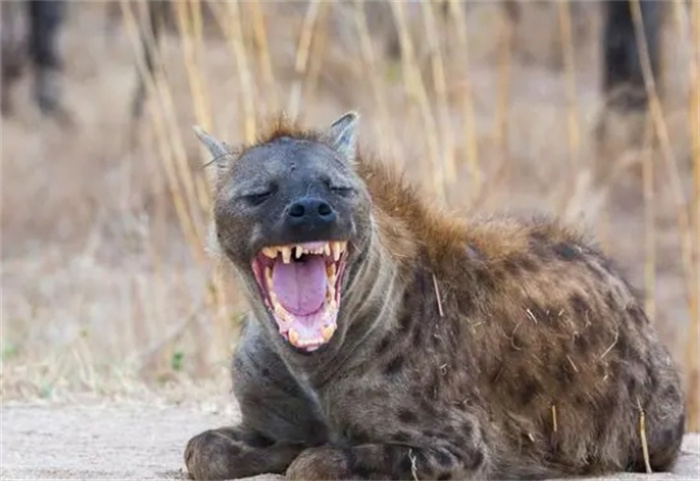 藏獒、比特犬和非洲鬣狗，谁的战斗力最强？为什么？是真的还是假的？