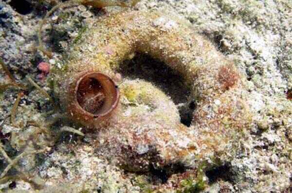 世界上十大最凶猛的蜗牛真相还有哪些？
