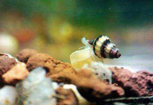 世界上十大最凶猛的蜗牛真相还有哪些？

