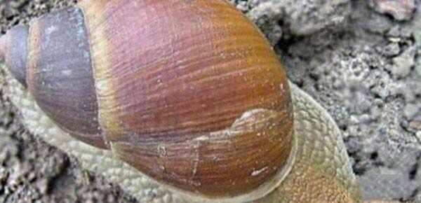 世界上十大最奇特的蜗牛真相还有哪些？
