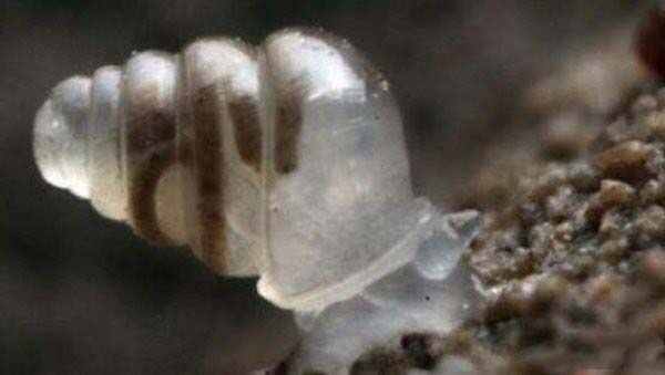 世界上十大最奇特的蜗牛真相还有哪些？

