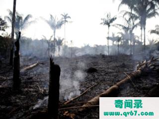 干货：亚马逊大火：亚马逊雨林不会被烧光，亚马逊雨林但会因火而死
