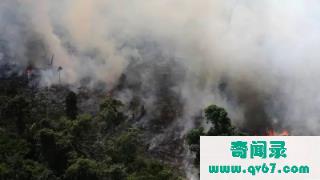 干货：亚马逊大火：亚马逊雨林不会被烧光，亚马逊雨林但会因火而死