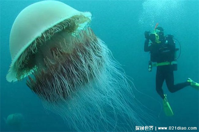 科学家在深海发现的奥秘物种，巨型幻影水母1899年发现