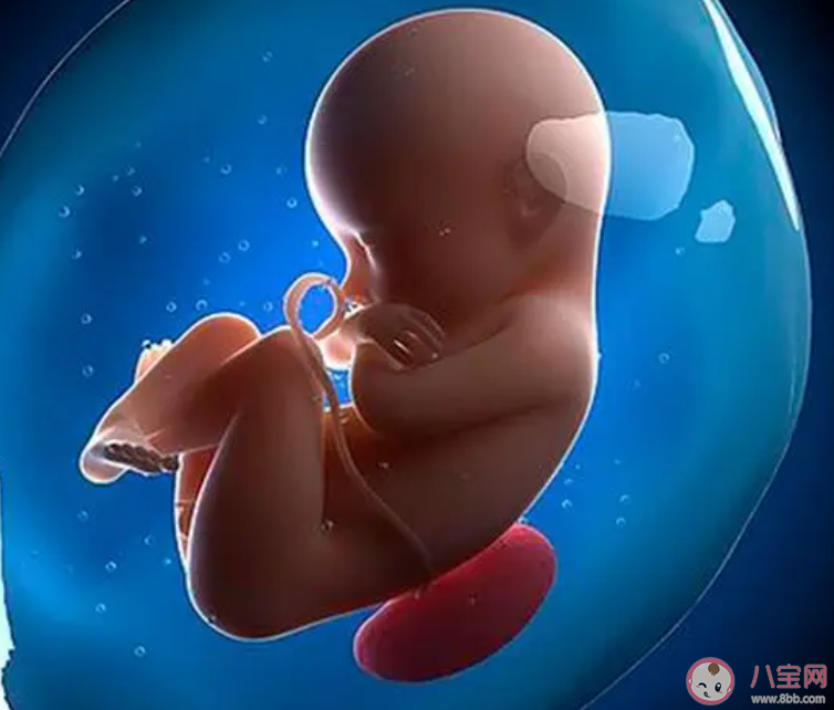 肚子里的宝贝与妈妈抢营养是因爸爸吗 胎儿是如何获取营养的