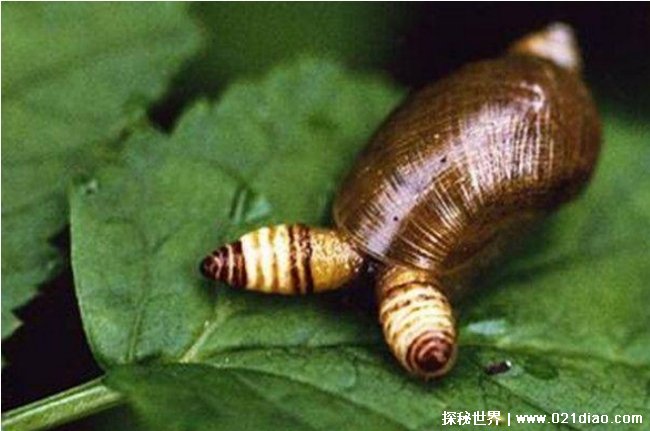 恐怖的僵尸蜗牛 蜗牛被寄生虫侵蚀大脑 寄生关系