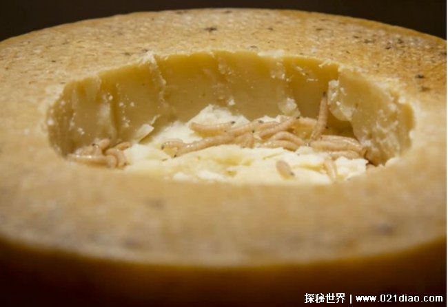 意大利的黑暗料理蛆虫乳酪 当地人都不敢吃危险的奶酪
