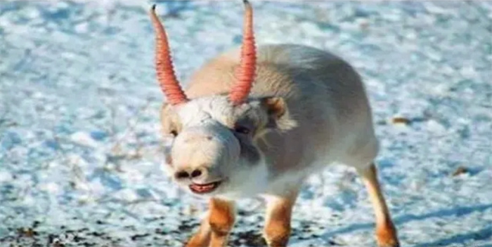 《山海经》中的物种出现了？羊的脸和大象鼻子，活跃在甘肃地区 
