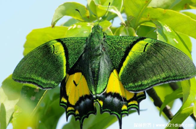 通过人工保育技术孵化出的昆虫 金斑喙凤蝶比较珍贵