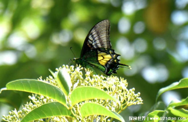 通过人工保育技术孵化出的昆虫 金斑喙凤蝶比较珍贵