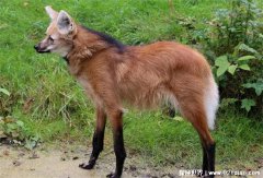 被称作踩着高跷的狐狸 鬃狼是犬科动物外形像狐狸
