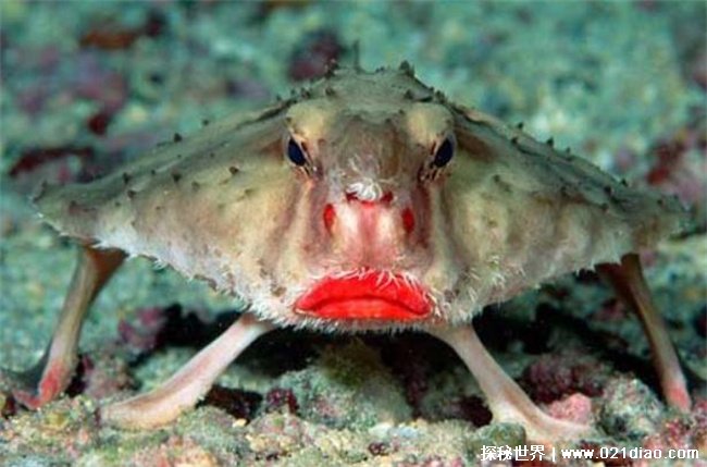 生活在海洋却靠四肢行走的鱼 红唇蝙蝠鱼有烈焰红唇
