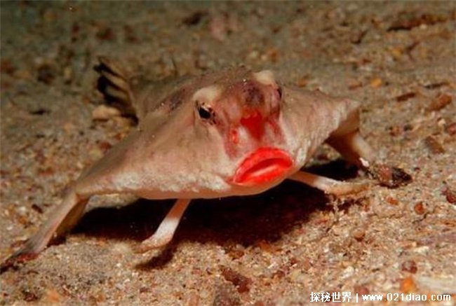 生活在海洋却靠四肢行走的鱼 红唇蝙蝠鱼有烈焰红唇