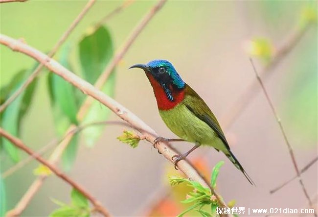 地球上体积最小的鸟，叉尾太阳鸟 是在中国武夷山自然保护区