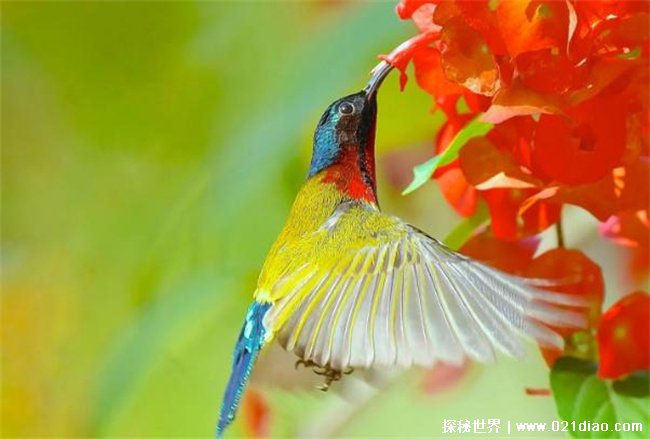 地球上体积最小的鸟，叉尾太阳鸟 是在中国武夷山自然保护区