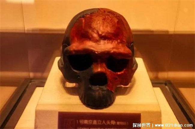 南京猿人有什么意义 有极高历史和科学价值南京直立人